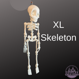 Skeleton