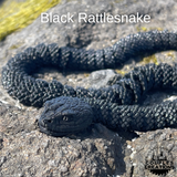 Snake, Rattlesnake