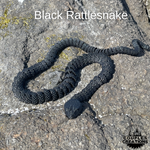 Snake, Rattlesnake